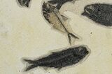 Knightia Fossil Fish Mortality Plate - Wyoming #222870-4
